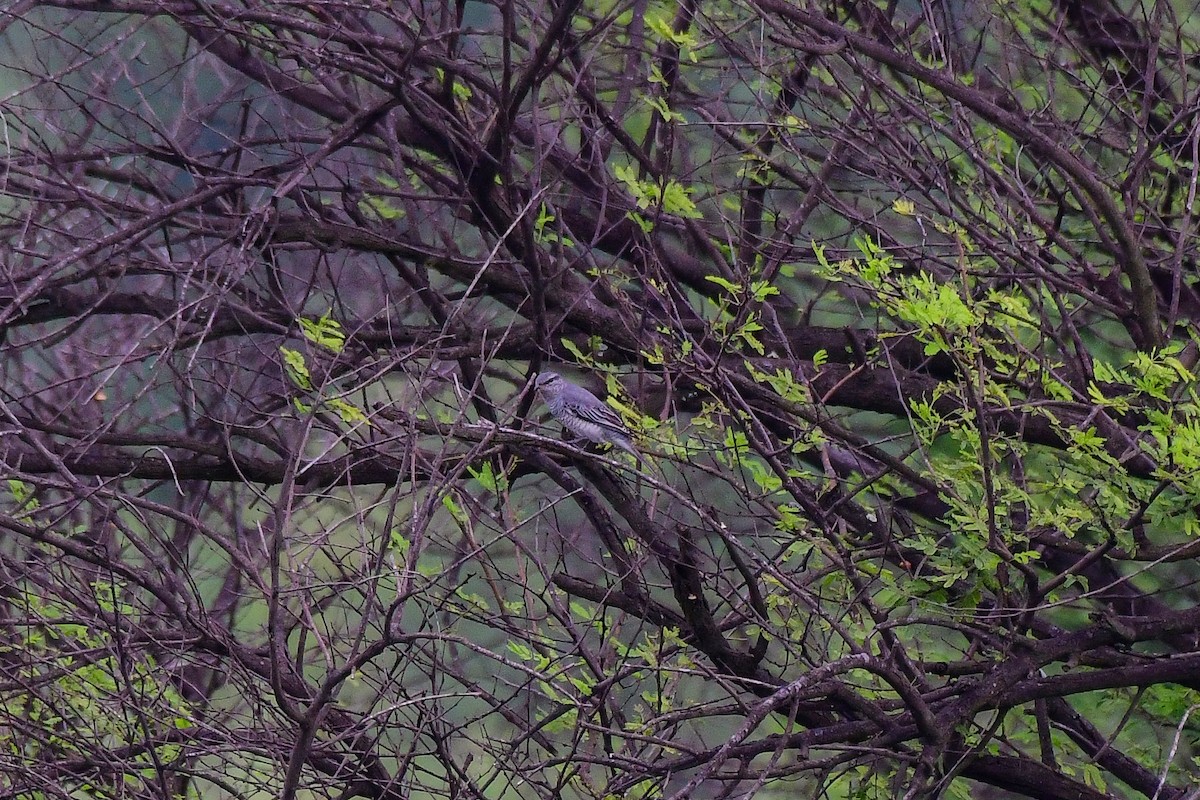 Black-headed Cuckooshrike - ML619480166