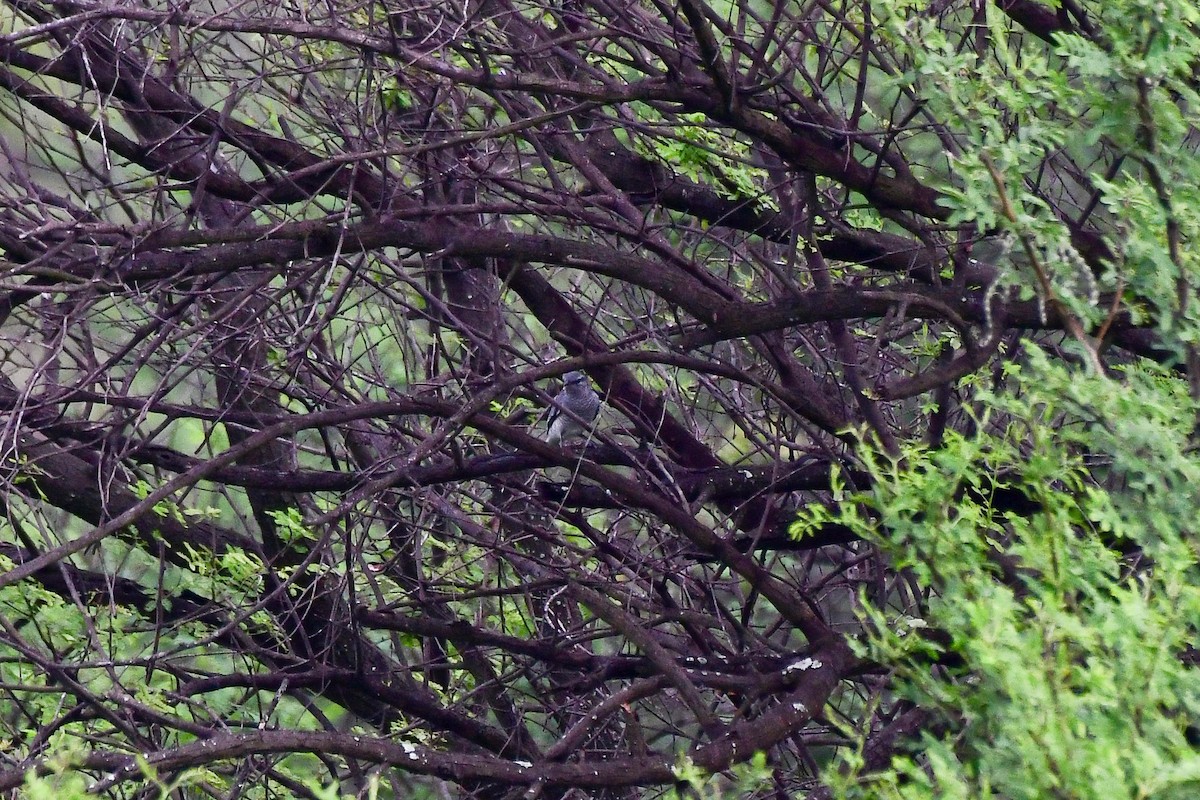 Black-headed Cuckooshrike - Sathish Ramamoorthy