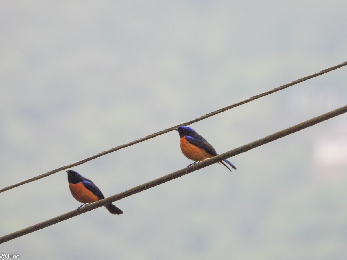 Rufous-bellied Niltava - juee khopkar