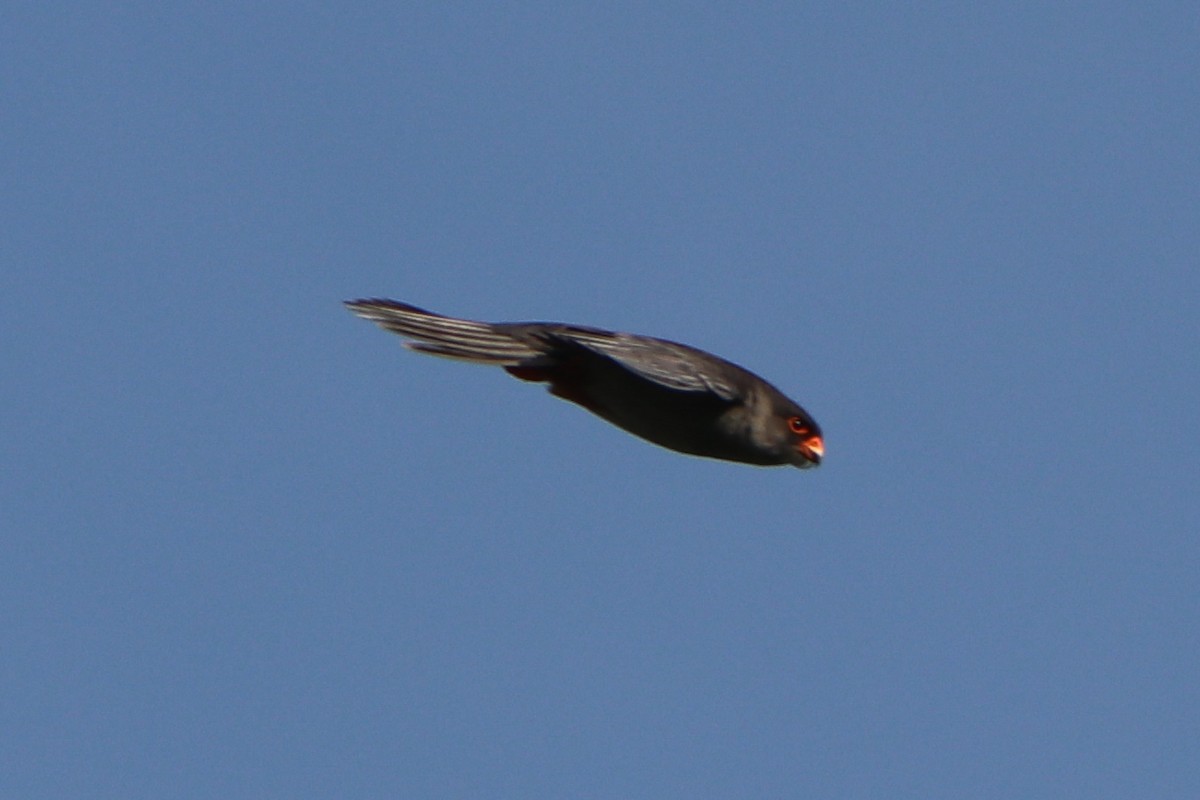 Amur Falcon - Mariia Bukhareva