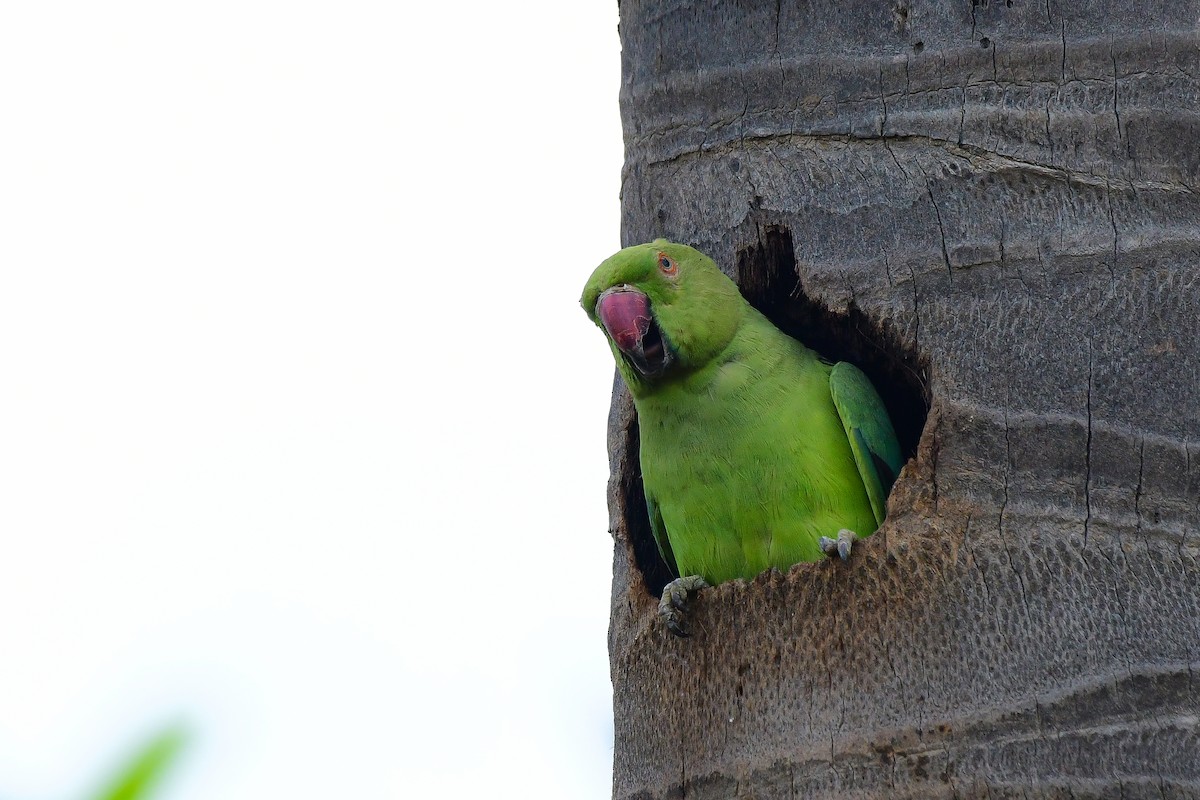 Rose-ringed Parakeet - Sathish Ramamoorthy