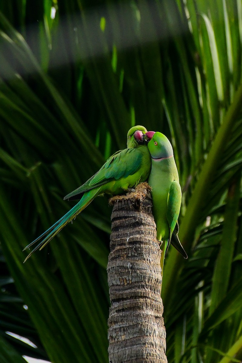 Rose-ringed Parakeet - Sathish Ramamoorthy