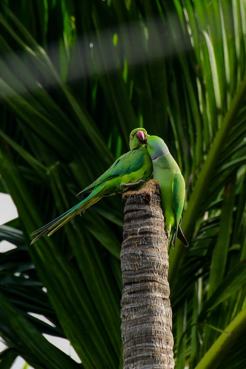 Rose-ringed Parakeet - Sathish Ramamoorthy