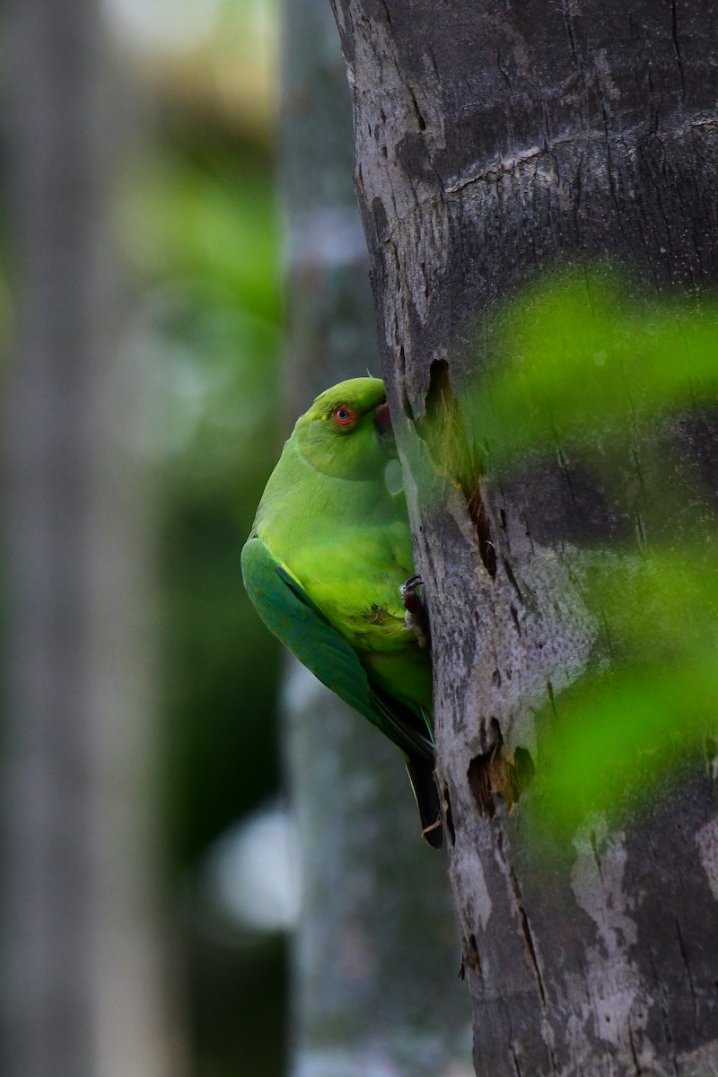 Rose-ringed Parakeet - Sathish Ramamoorthy