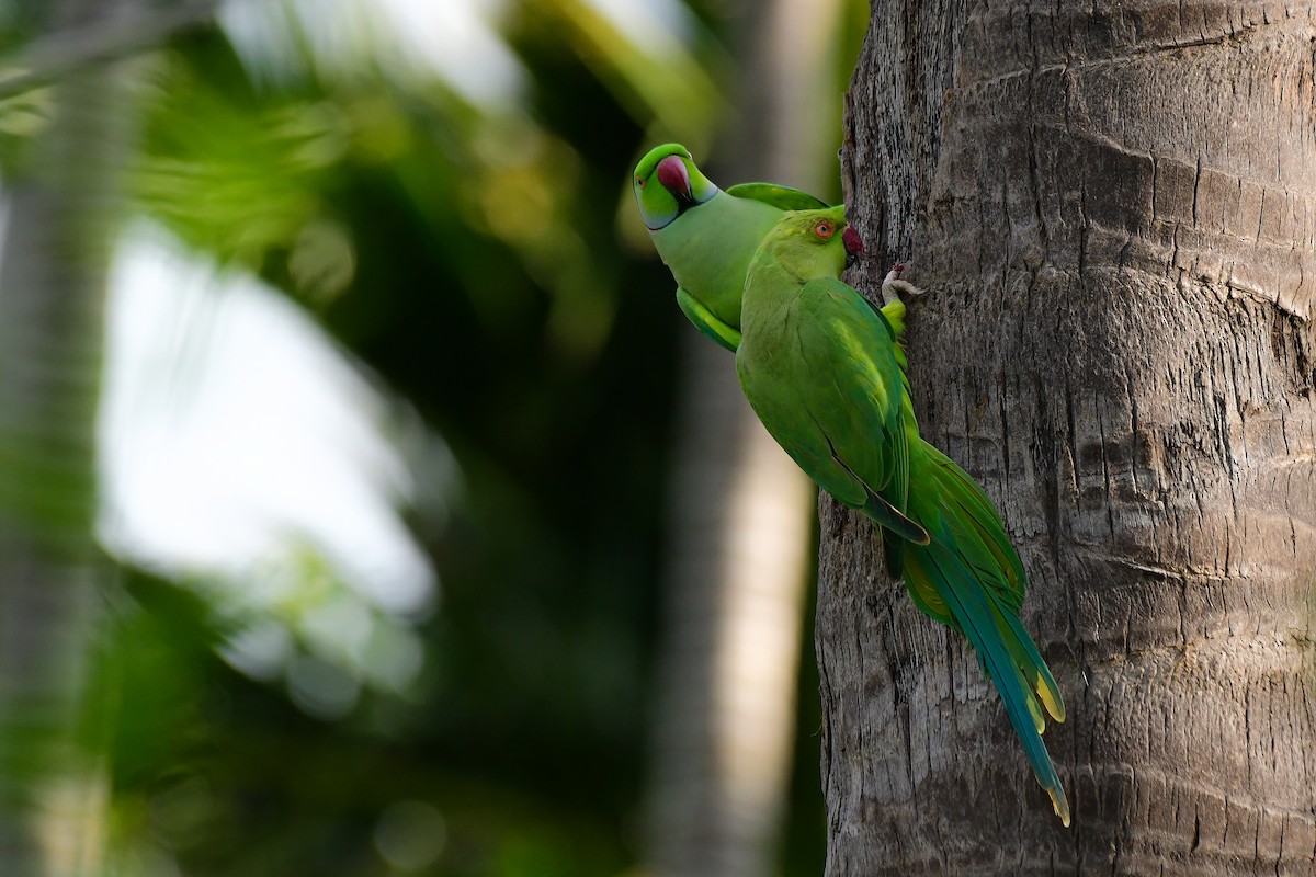 Rose-ringed Parakeet - Sathish Ramamoorthy