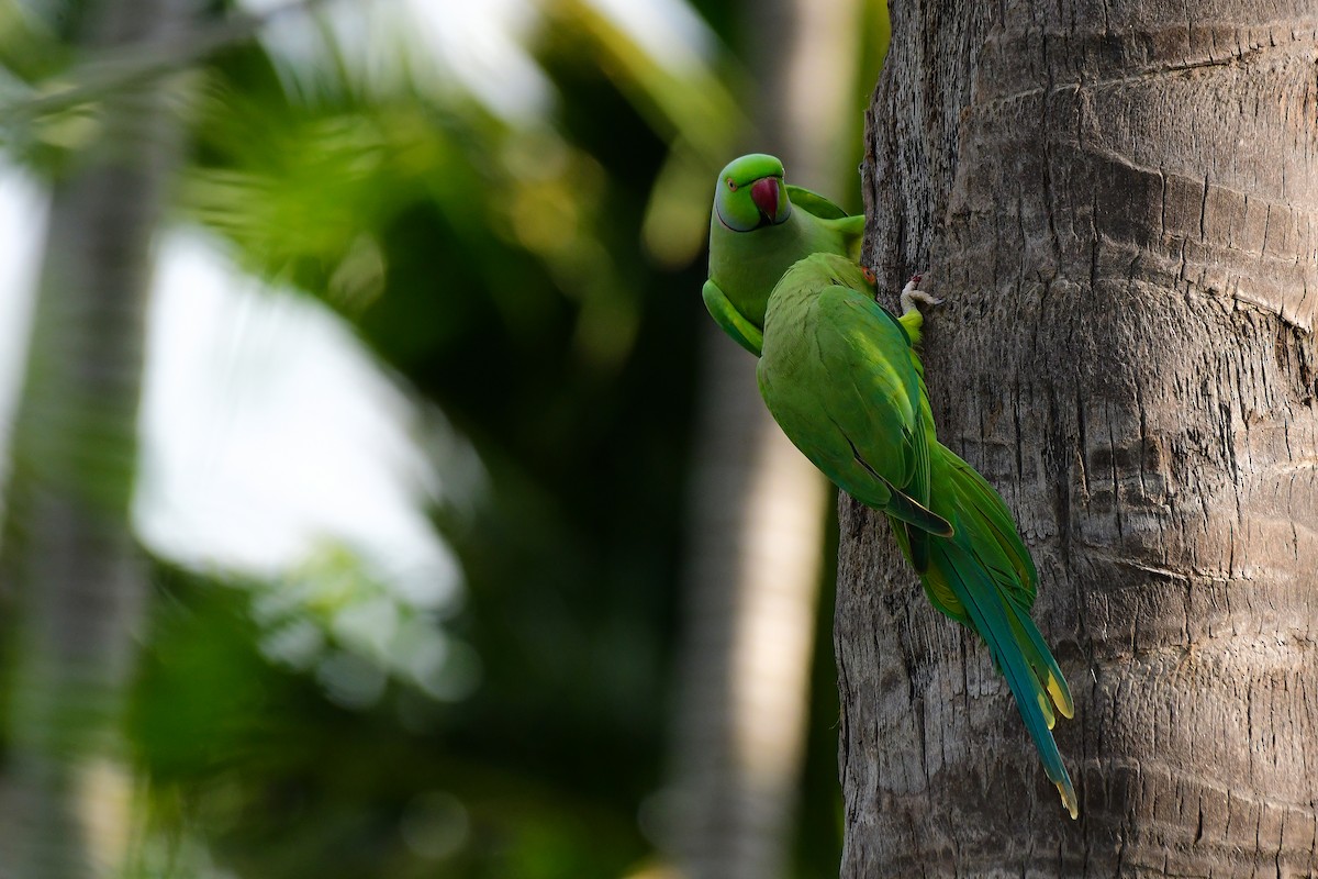 Rose-ringed Parakeet - Sathish Ramamoorthy