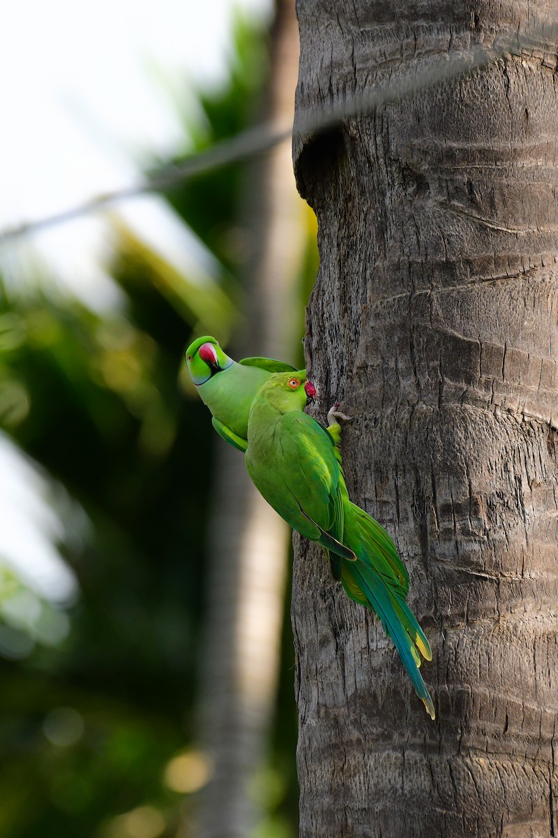 Rose-ringed Parakeet - Sathish Ramamoorthy