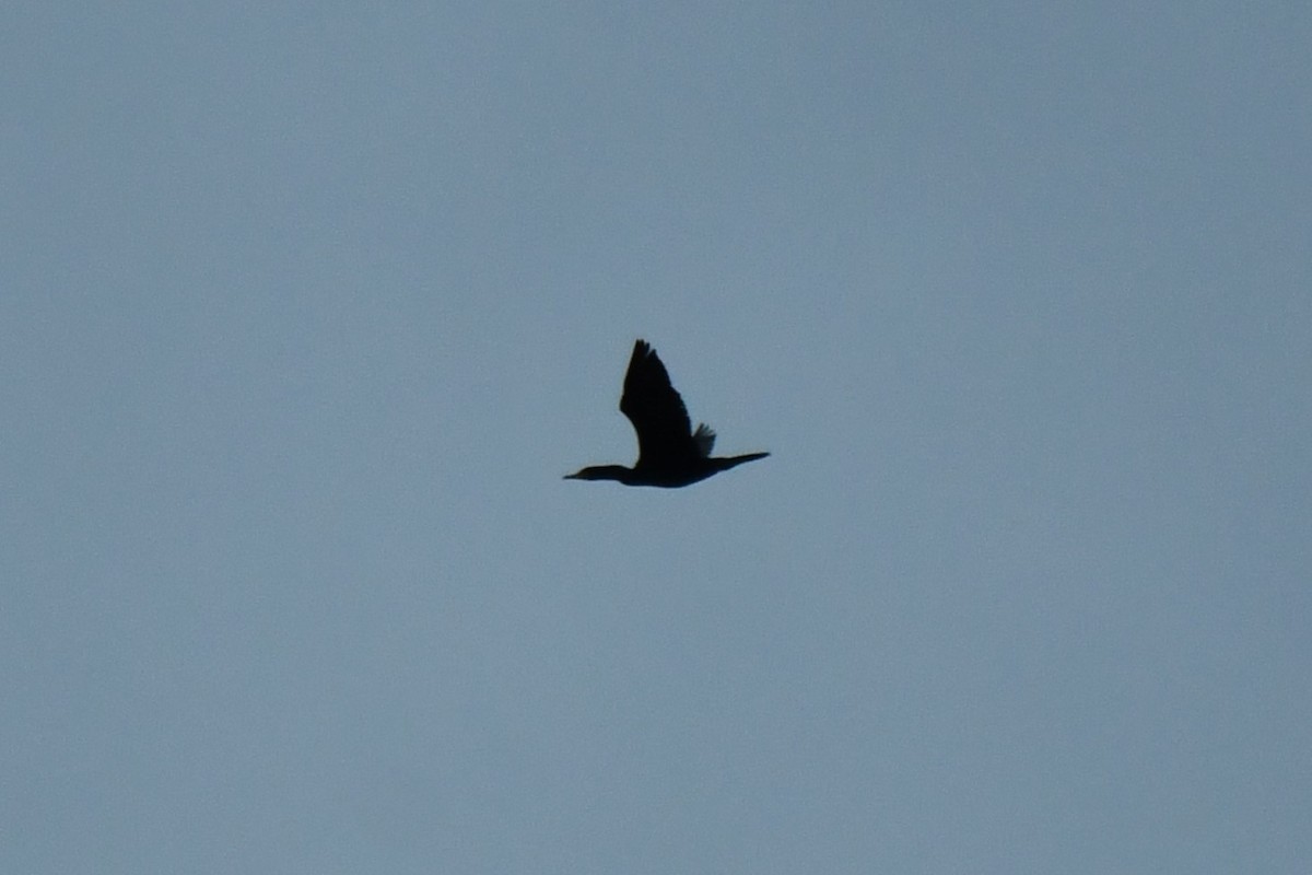 Double-crested Cormorant - Carmen Ricer