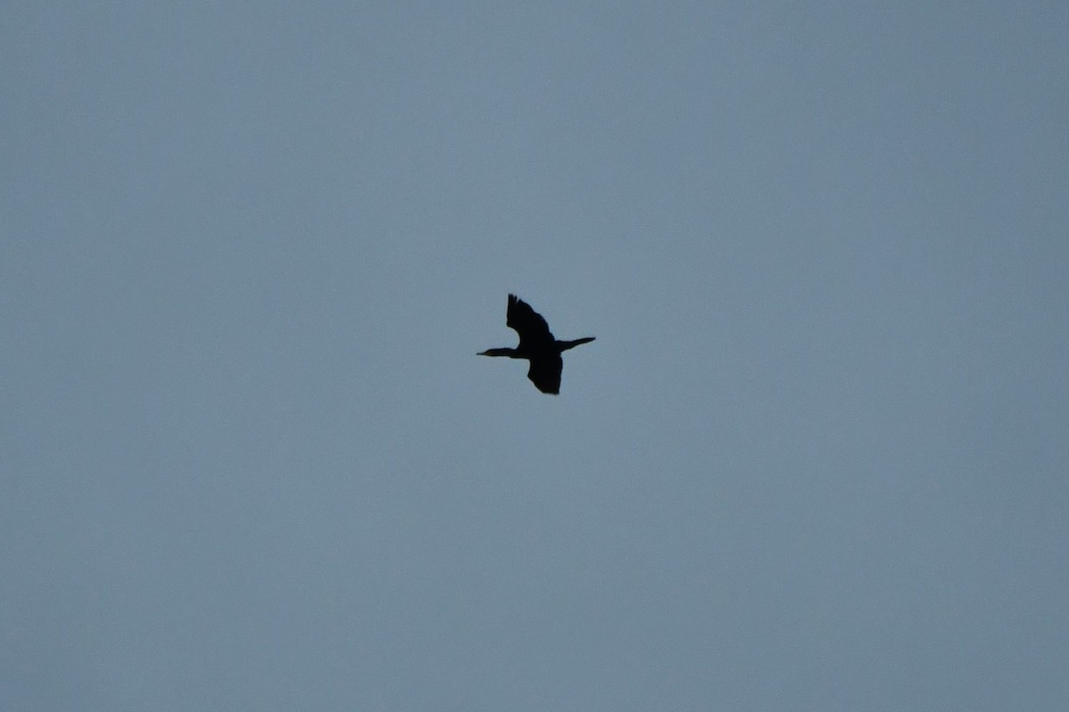 Double-crested Cormorant - Carmen Ricer