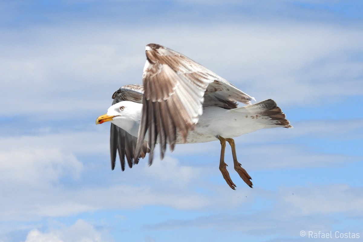 Yellow-legged Gull - Rafael Costas