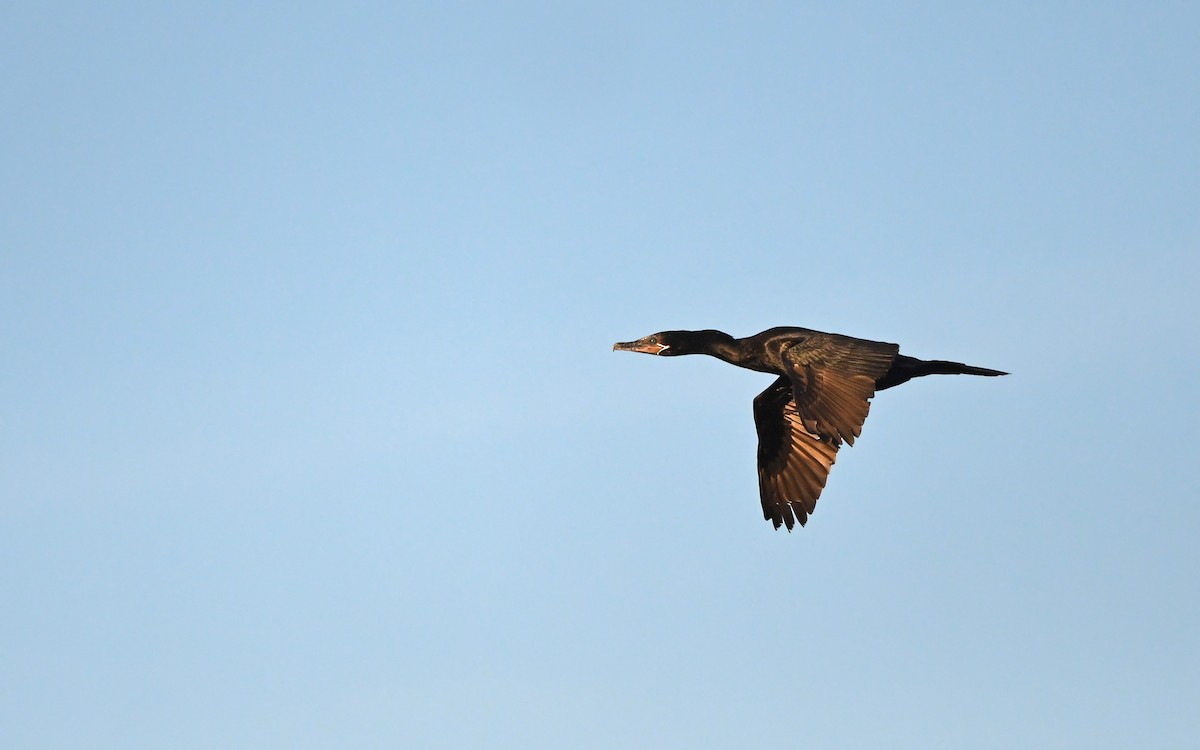 Neotropic Cormorant - ML619480210