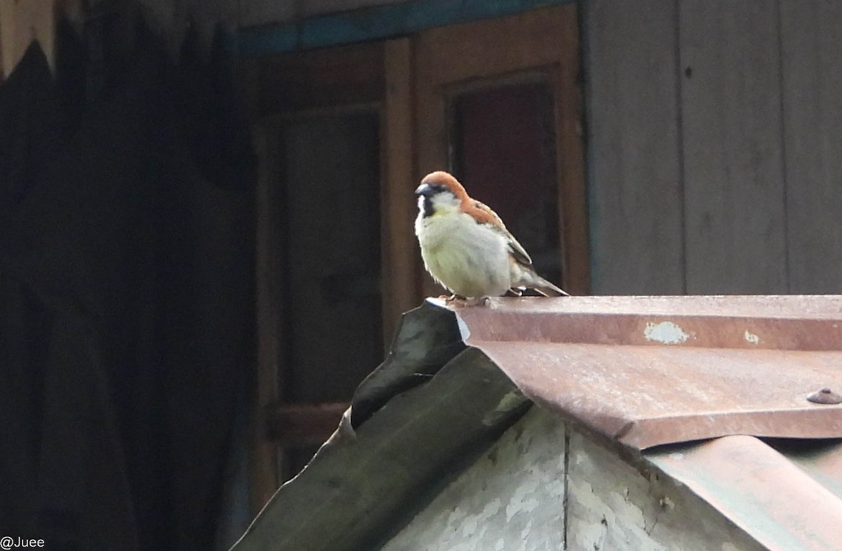 Russet Sparrow - juee khopkar