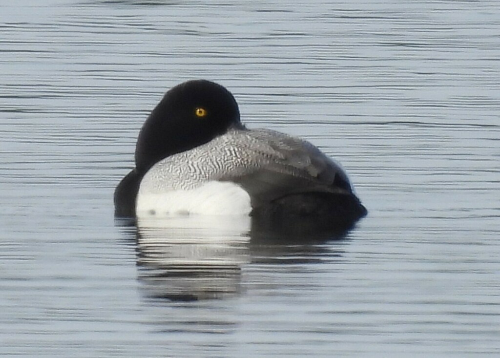 Lesser Scaup - ML619480220