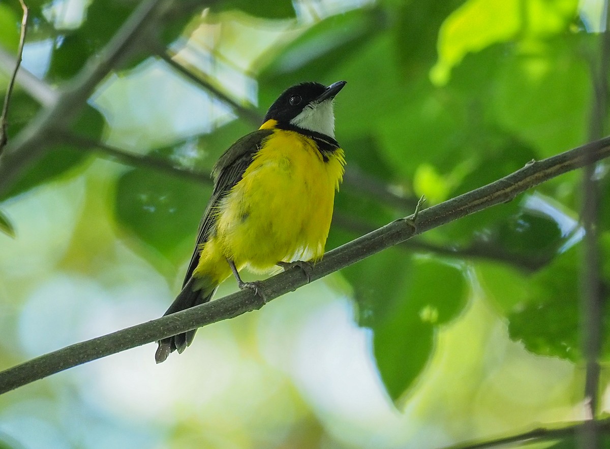 Yellow-throated Whistler (Moluccan) - Mike Edgecombe