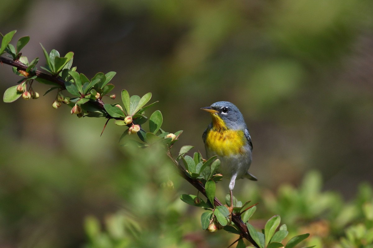 Northern Parula - Lily Morello