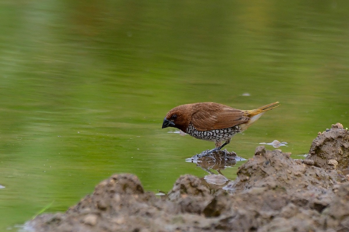 Scaly-breasted Munia - ML619480226