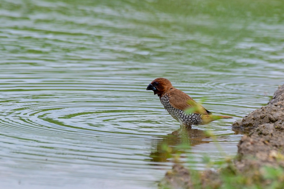 Scaly-breasted Munia - Sathish Ramamoorthy