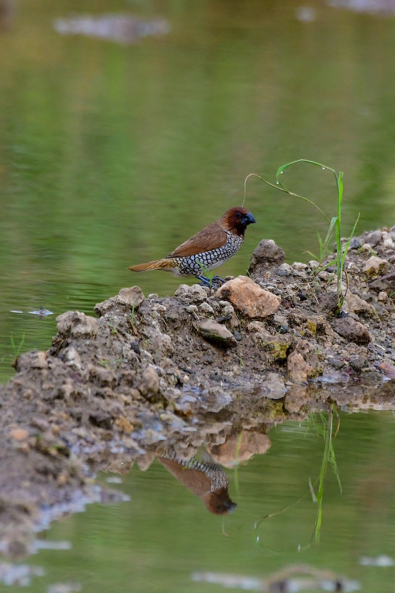 Scaly-breasted Munia - Sathish Ramamoorthy