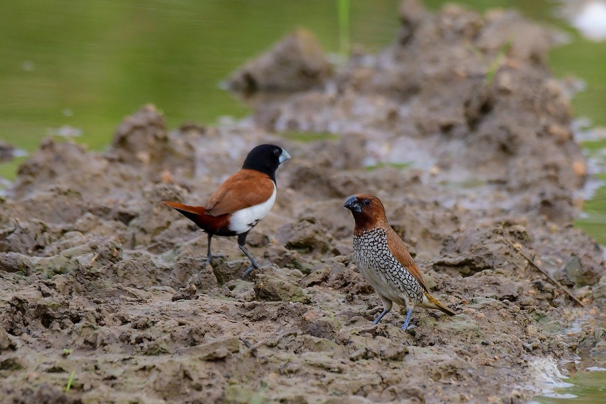 Scaly-breasted Munia - ML619480230