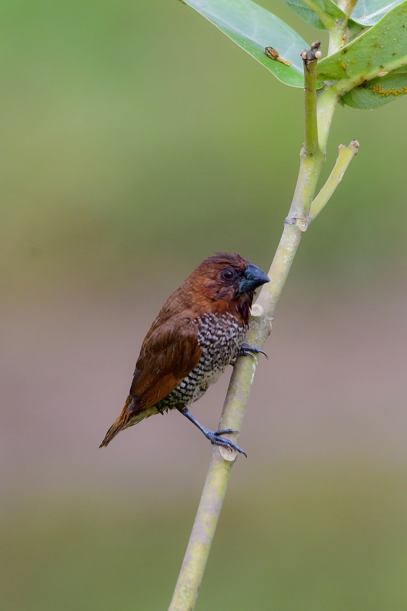 Scaly-breasted Munia - ML619480232