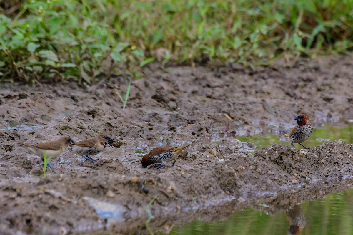 Scaly-breasted Munia - ML619480233