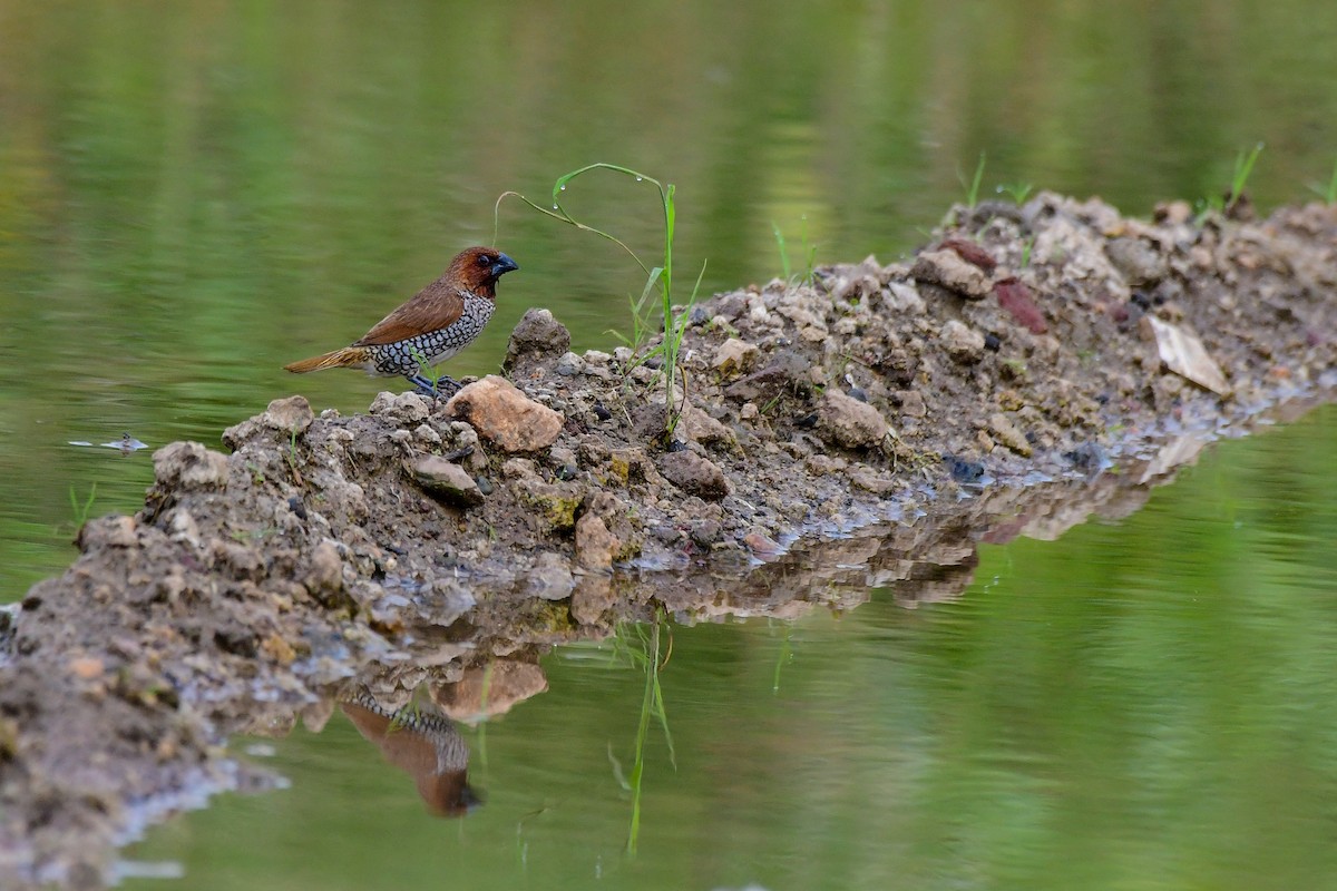 Scaly-breasted Munia - ML619480234