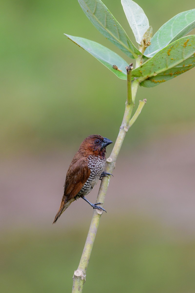 Scaly-breasted Munia - ML619480238