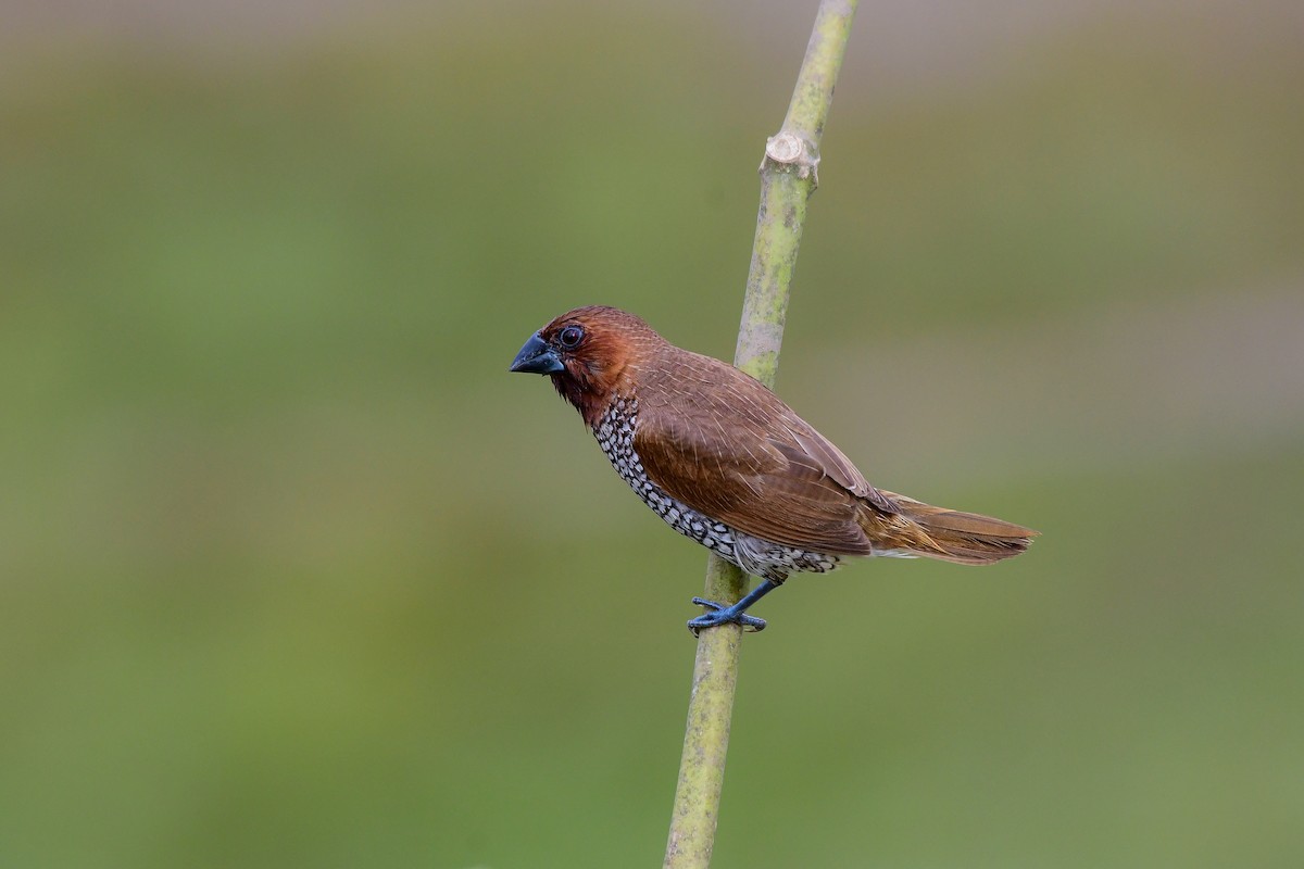 Scaly-breasted Munia - ML619480239