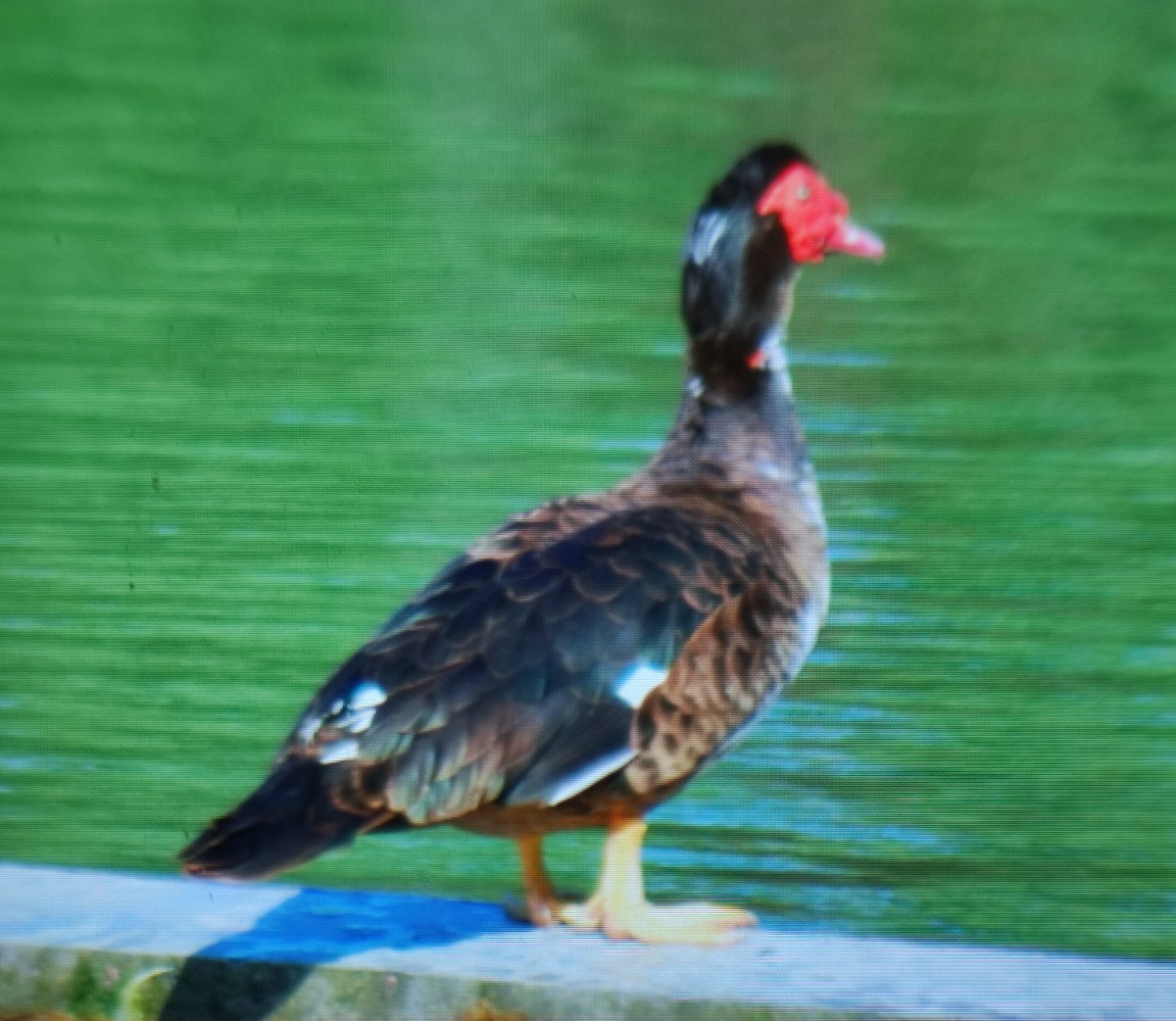 Muscovy Duck (Domestic type) - Carlos Herranz