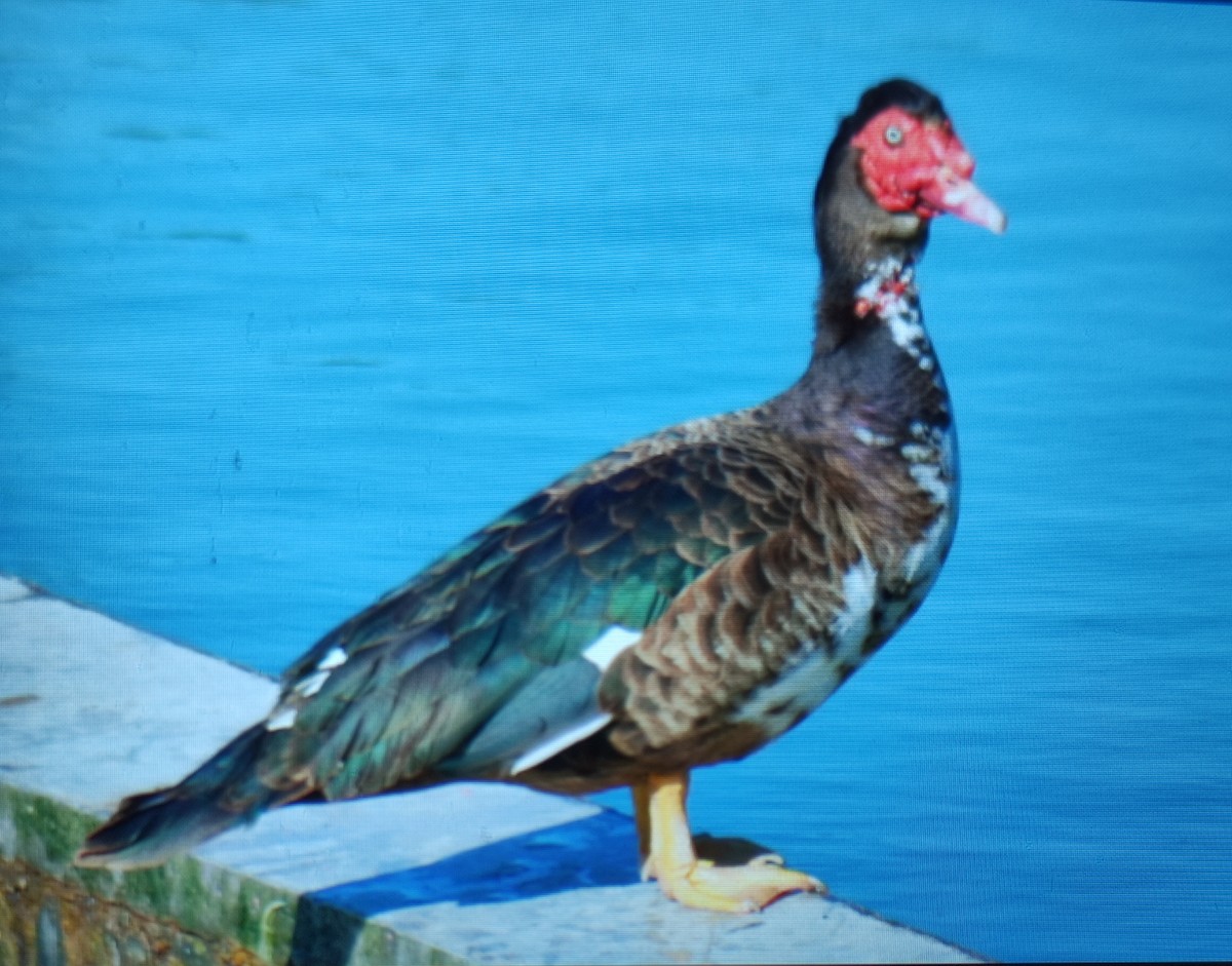 Muscovy Duck (Domestic type) - Carlos Herranz