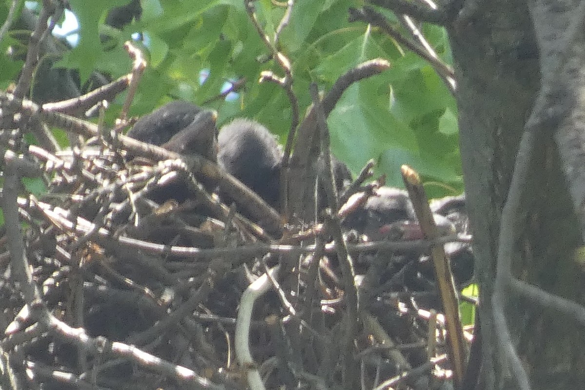 American Crow - Anonymous