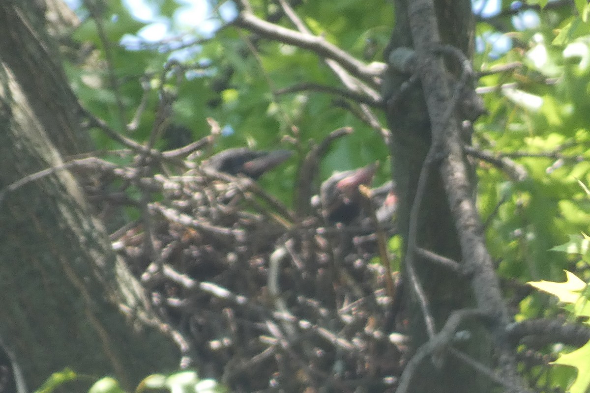 American Crow - Anonymous