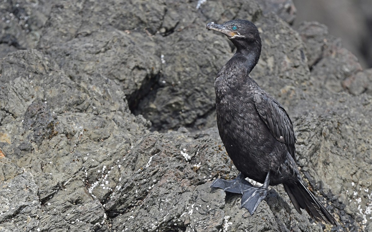 Neotropic Cormorant - Christoph Moning