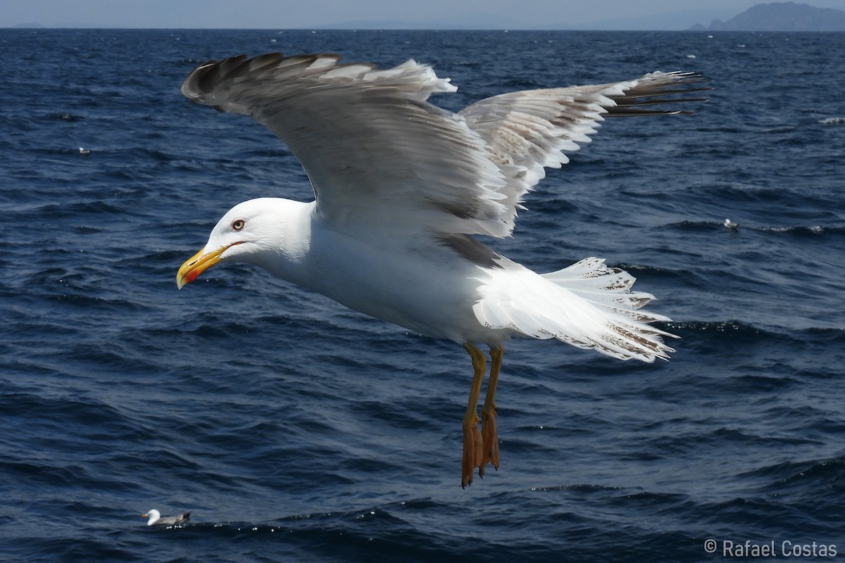 Yellow-legged Gull - Rafael Costas