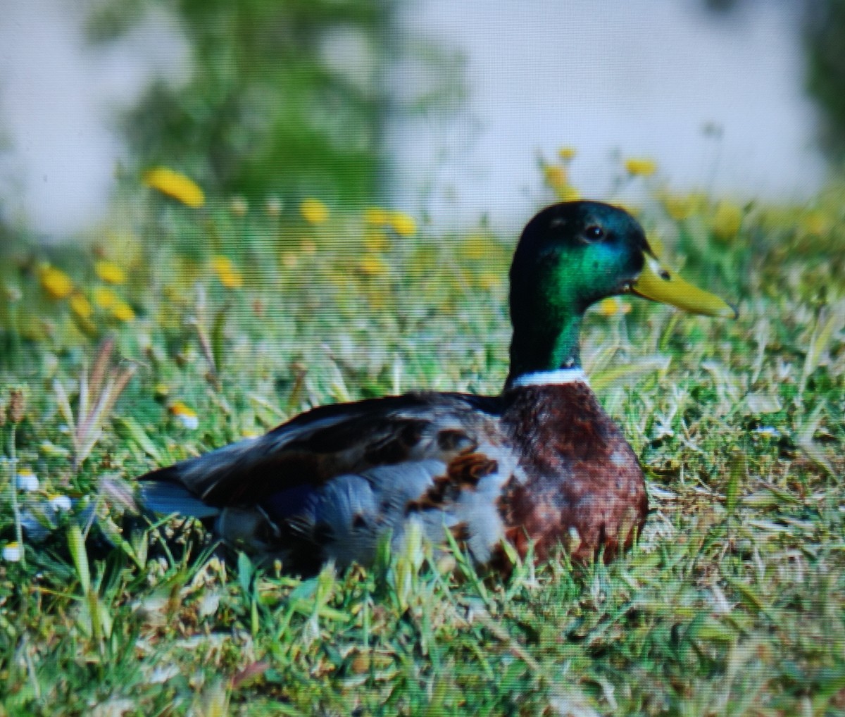 Mallard - Carlos Herranz