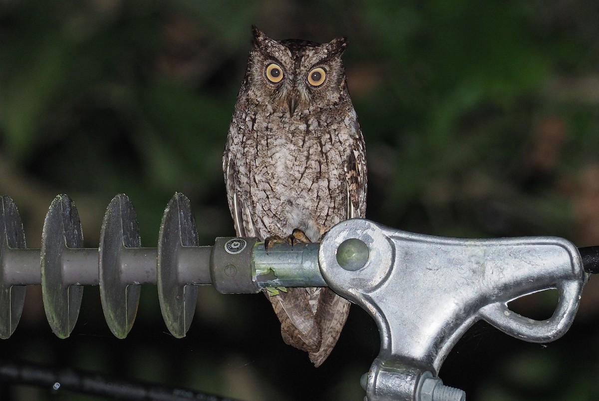 Moluccan Scops-Owl (Moluccan) - Mike Edgecombe