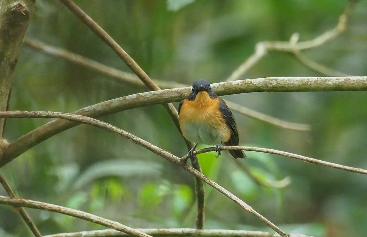 Cinnamon-chested Flycatcher - Mike Edgecombe