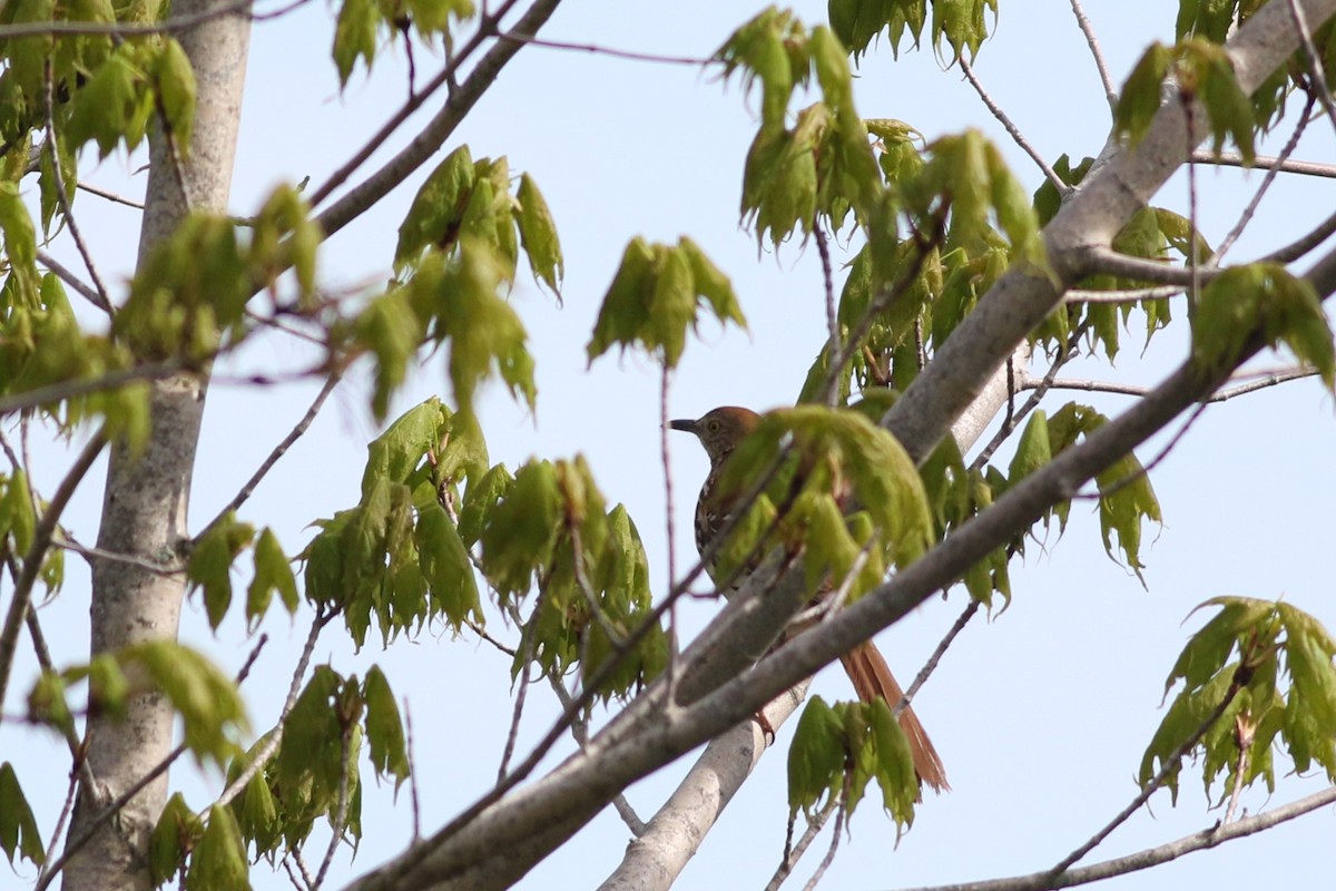 Brown Thrasher - Lily Morello