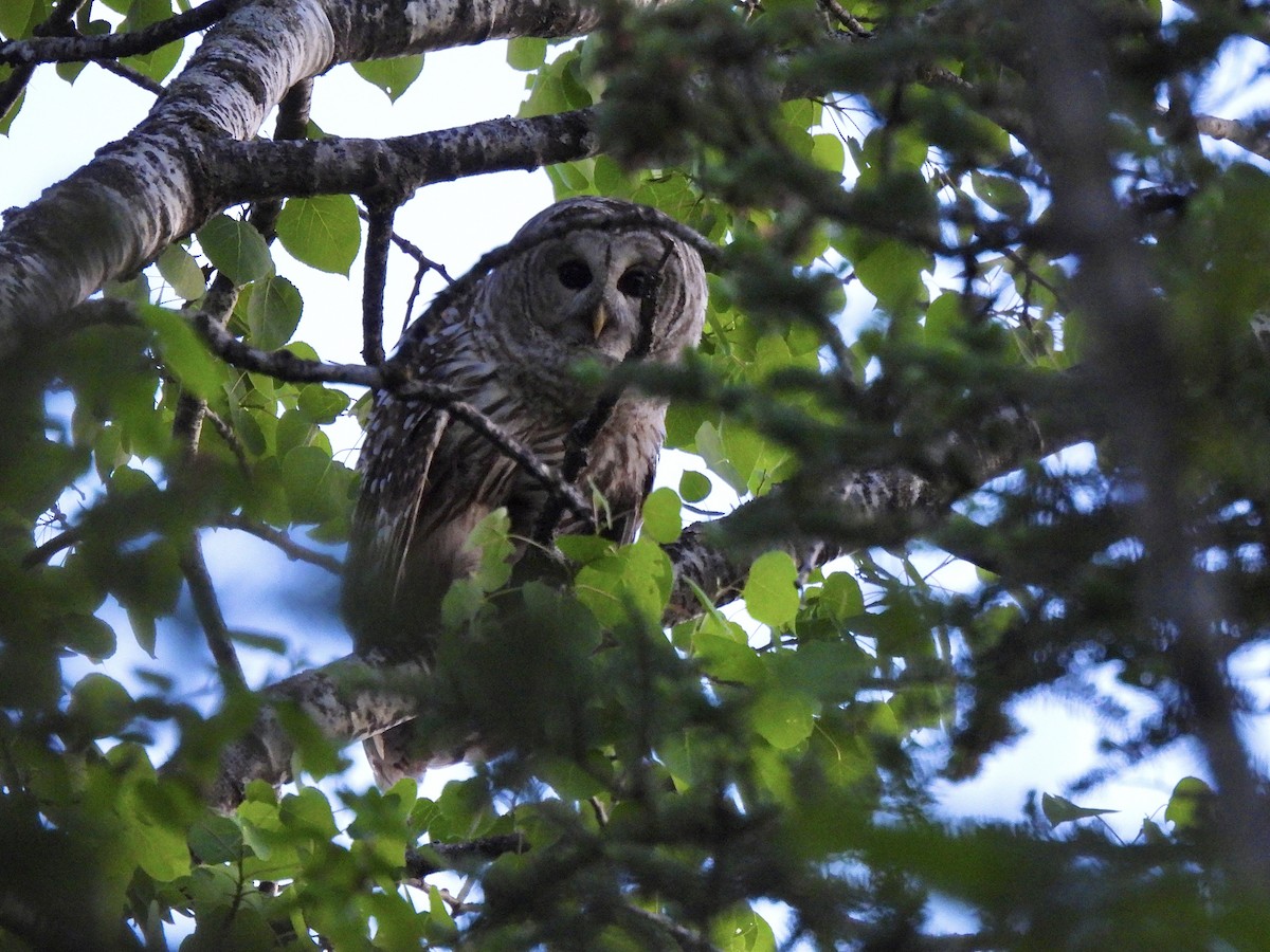 Barred Owl - ML619480268