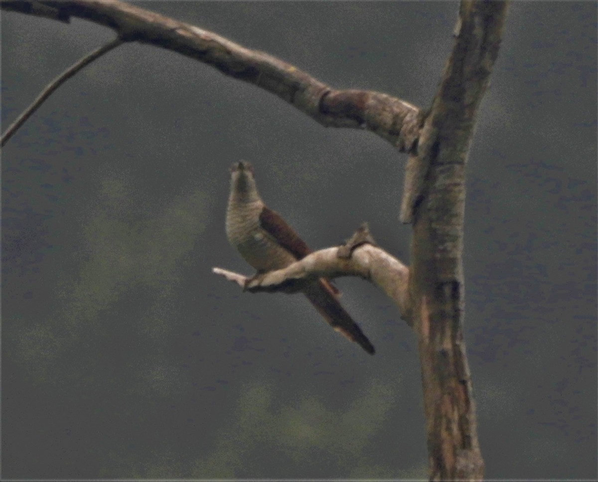 Banded Bay Cuckoo - Arun Karthi