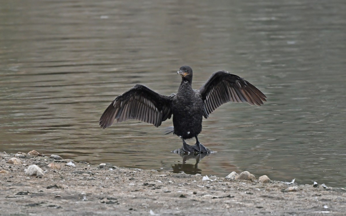 Neotropic Cormorant - Christoph Moning