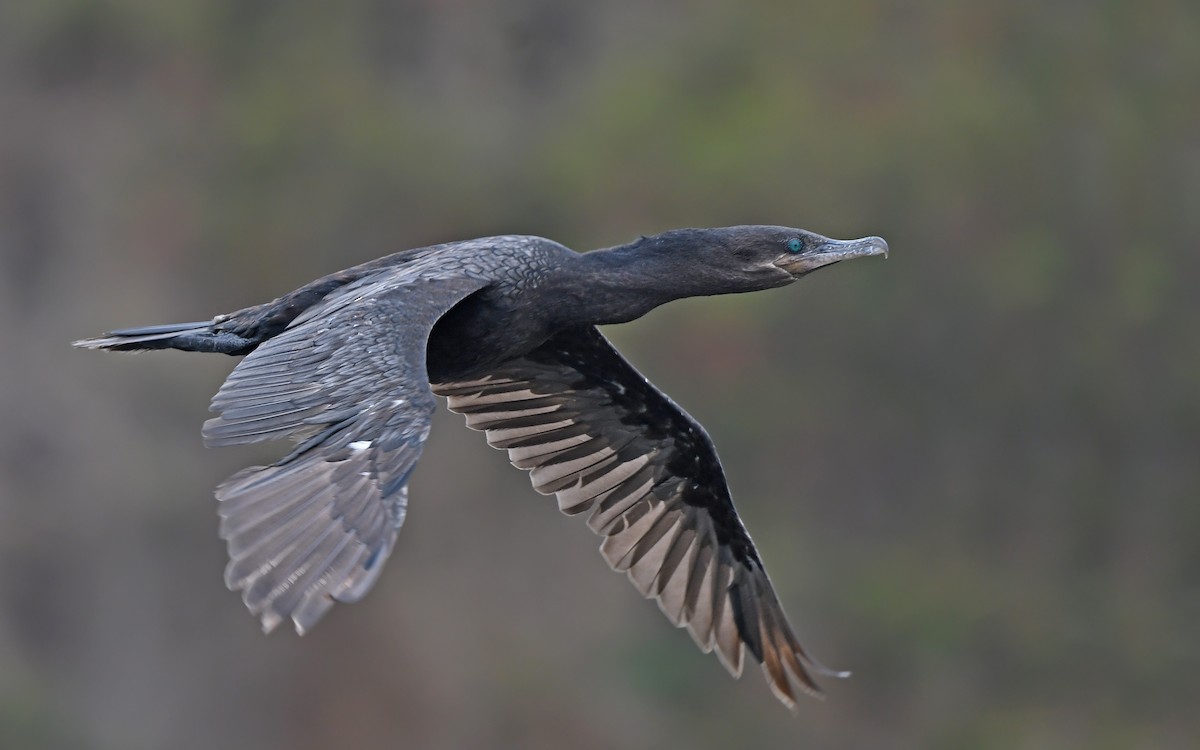 Neotropic Cormorant - Christoph Moning