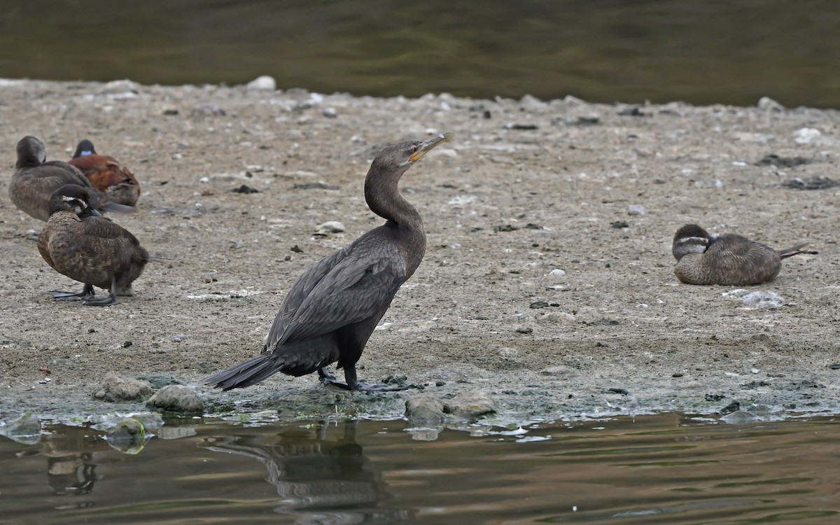 Neotropic Cormorant - Christoph Moning