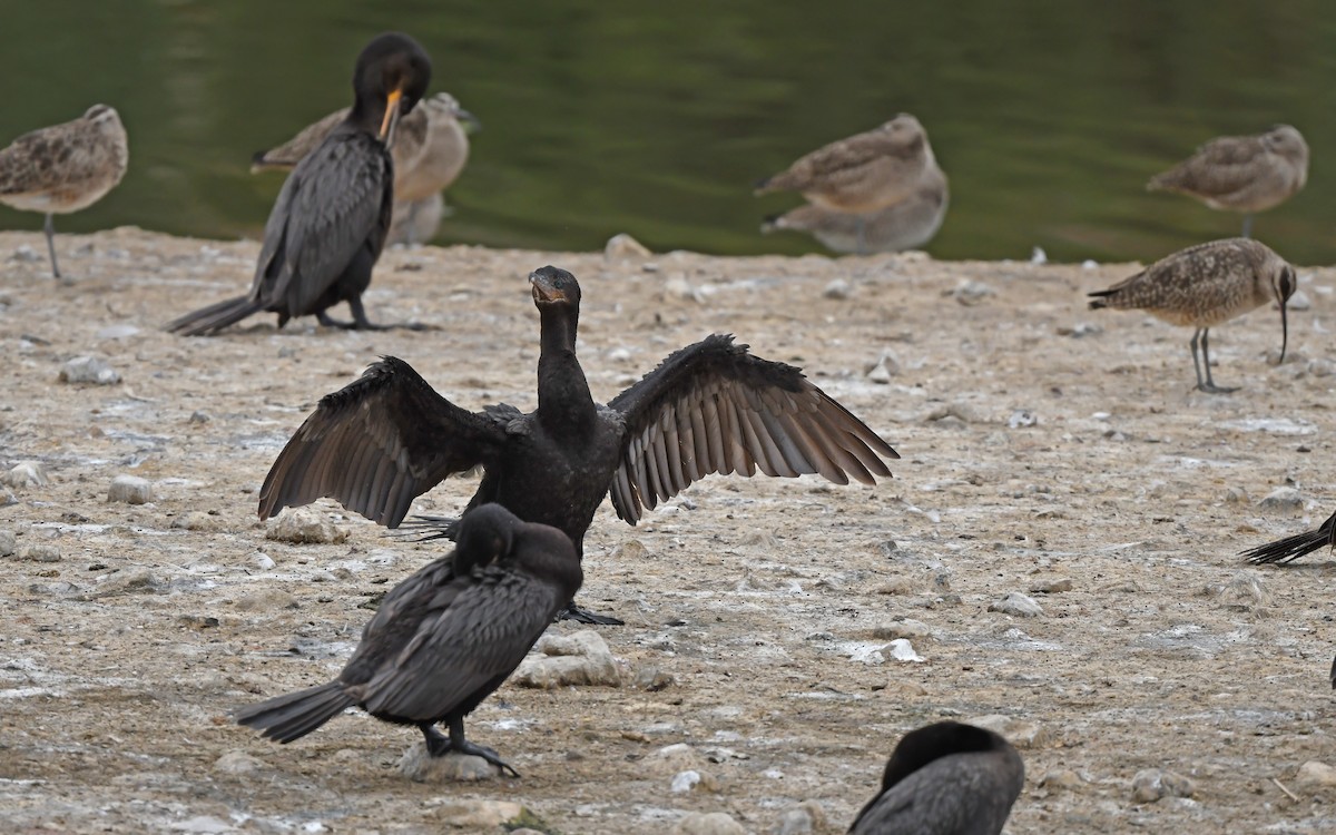 Neotropic Cormorant - Christoph Moning