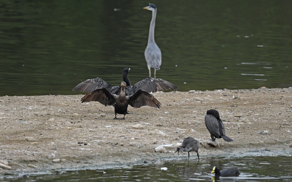 Neotropic Cormorant - Christoph Moning