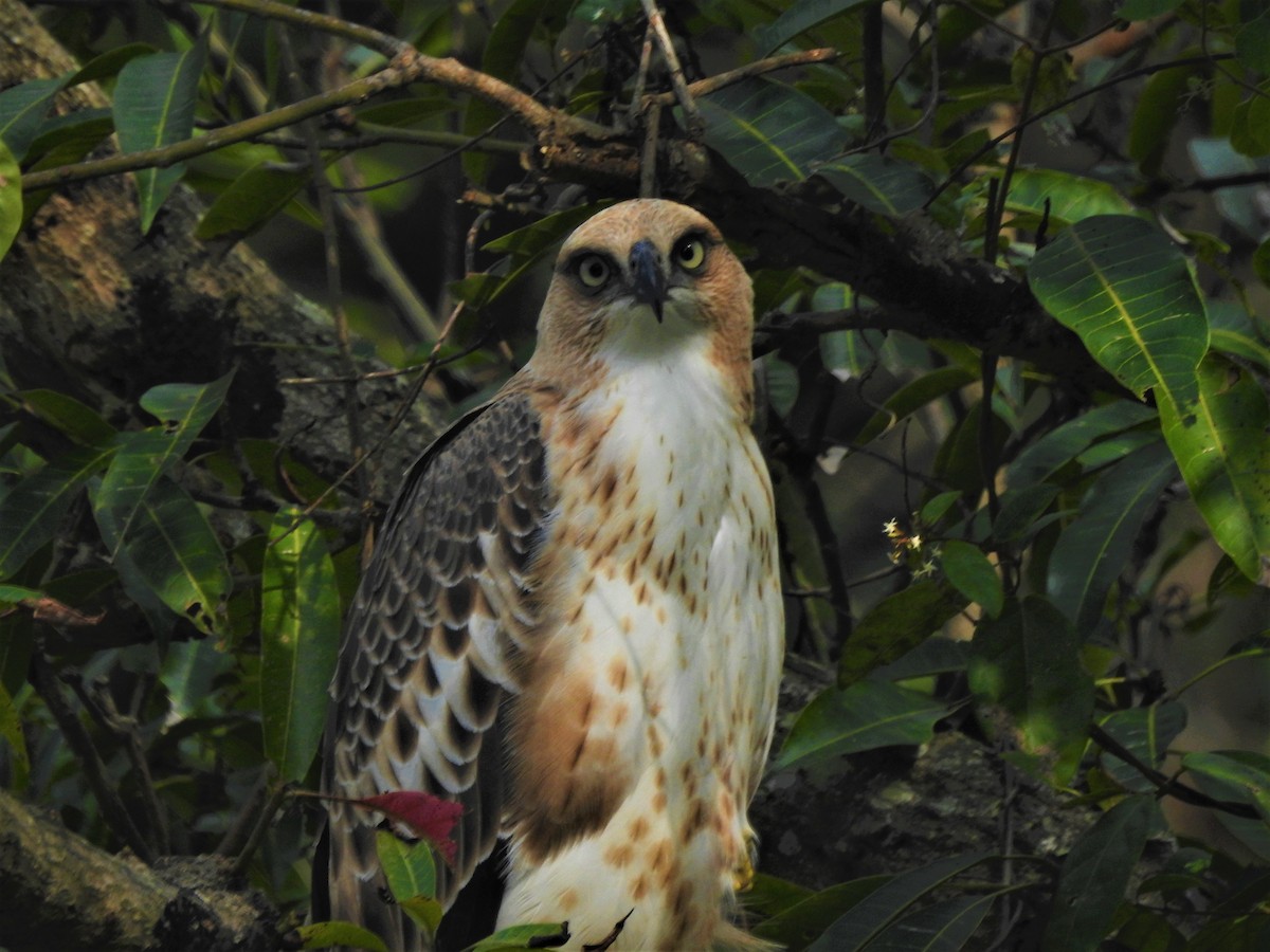 Changeable Hawk-Eagle (Crested) - Arun Karthi