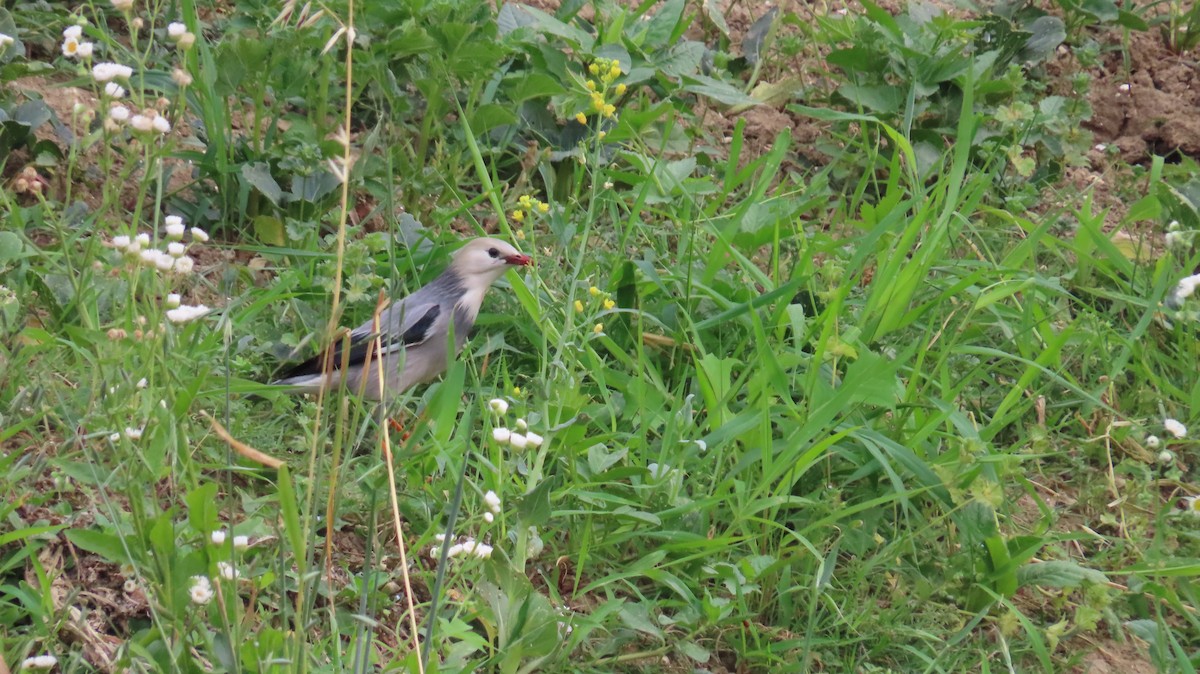 Red-billed Starling - ML619480291