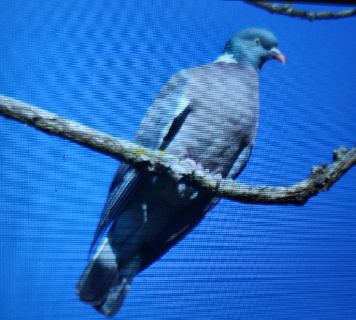 Common Wood-Pigeon - Carlos Herranz