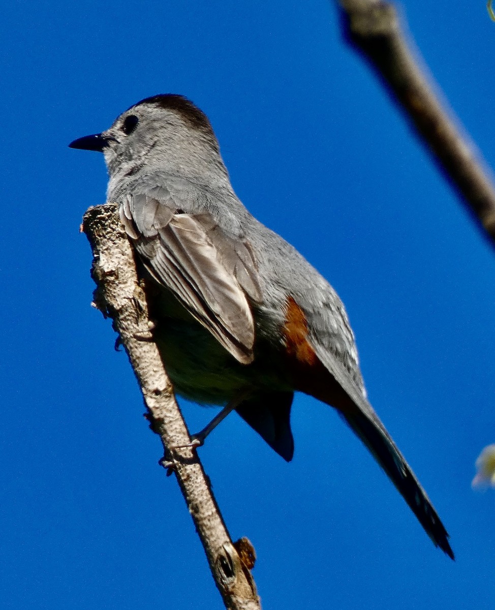 Gray Catbird - Connee Chandler