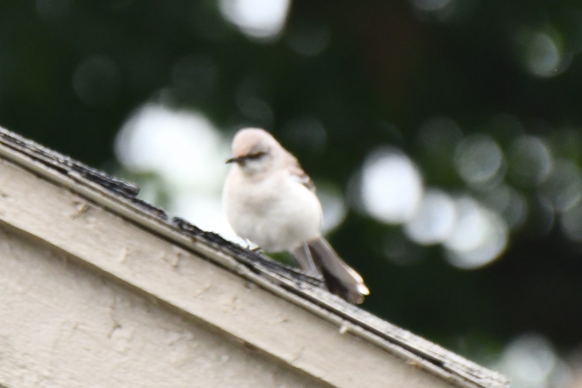 Northern Mockingbird - Carmen Ricer